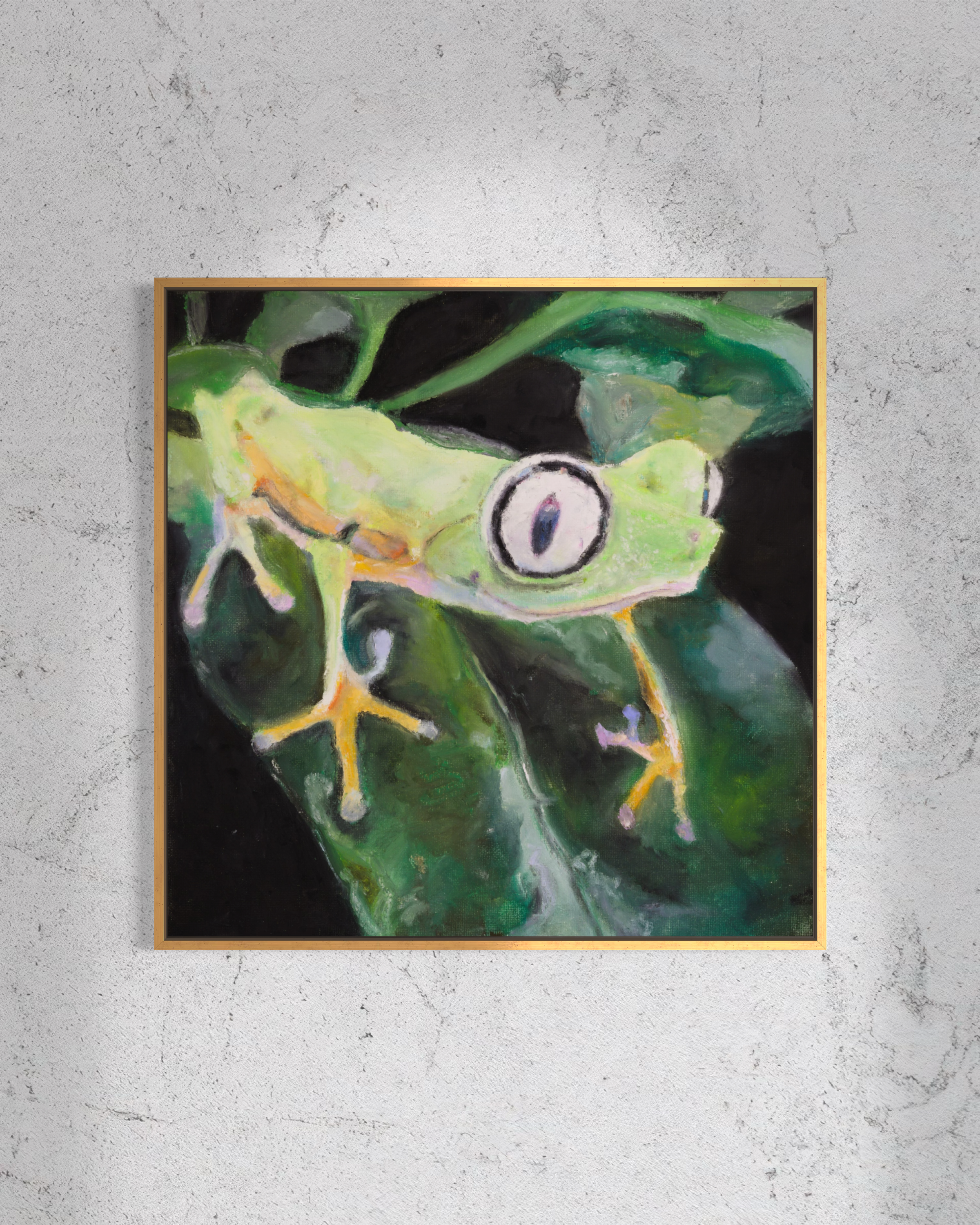 Lemur leaf frog (Agalychnis lemur)