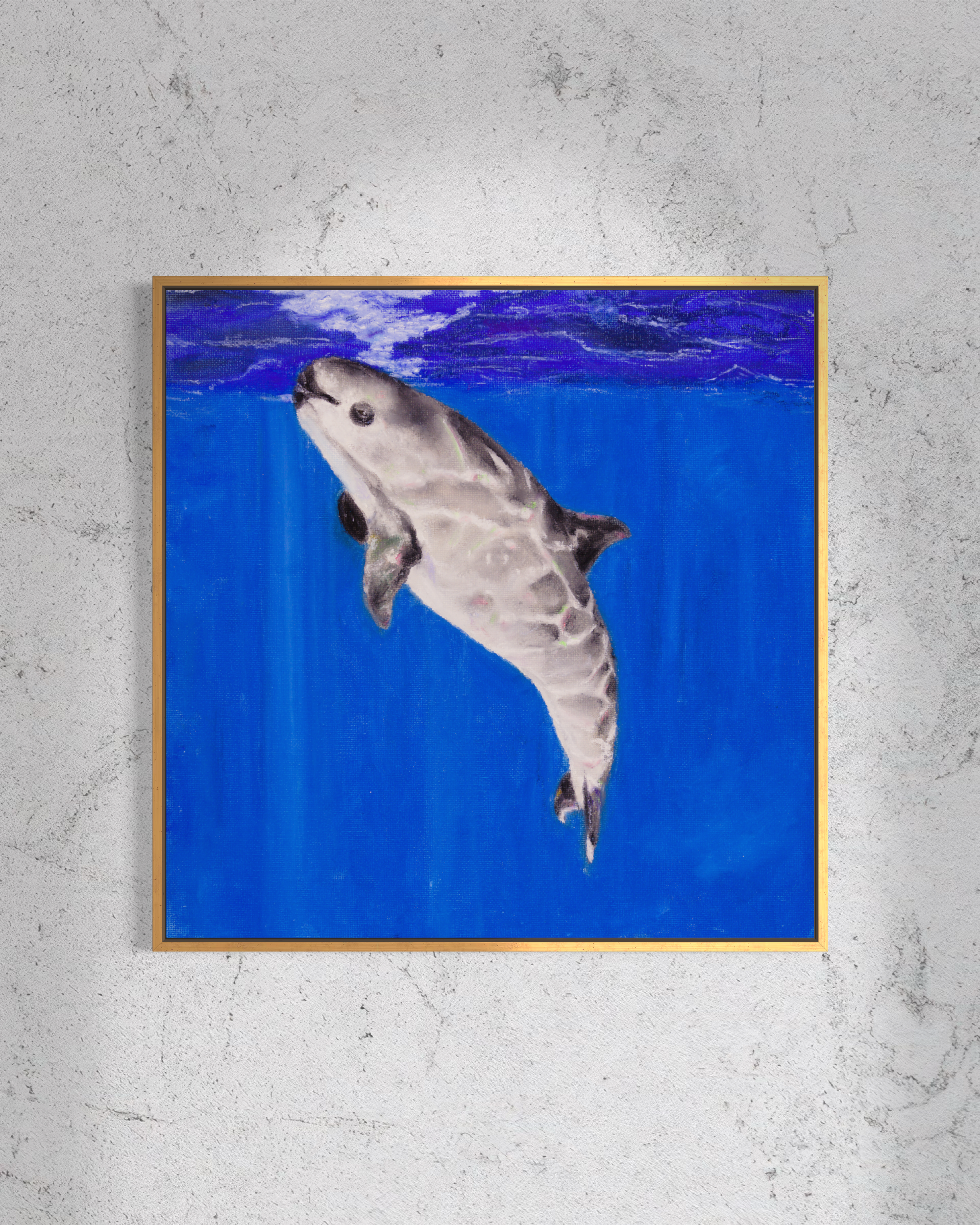Vaquita