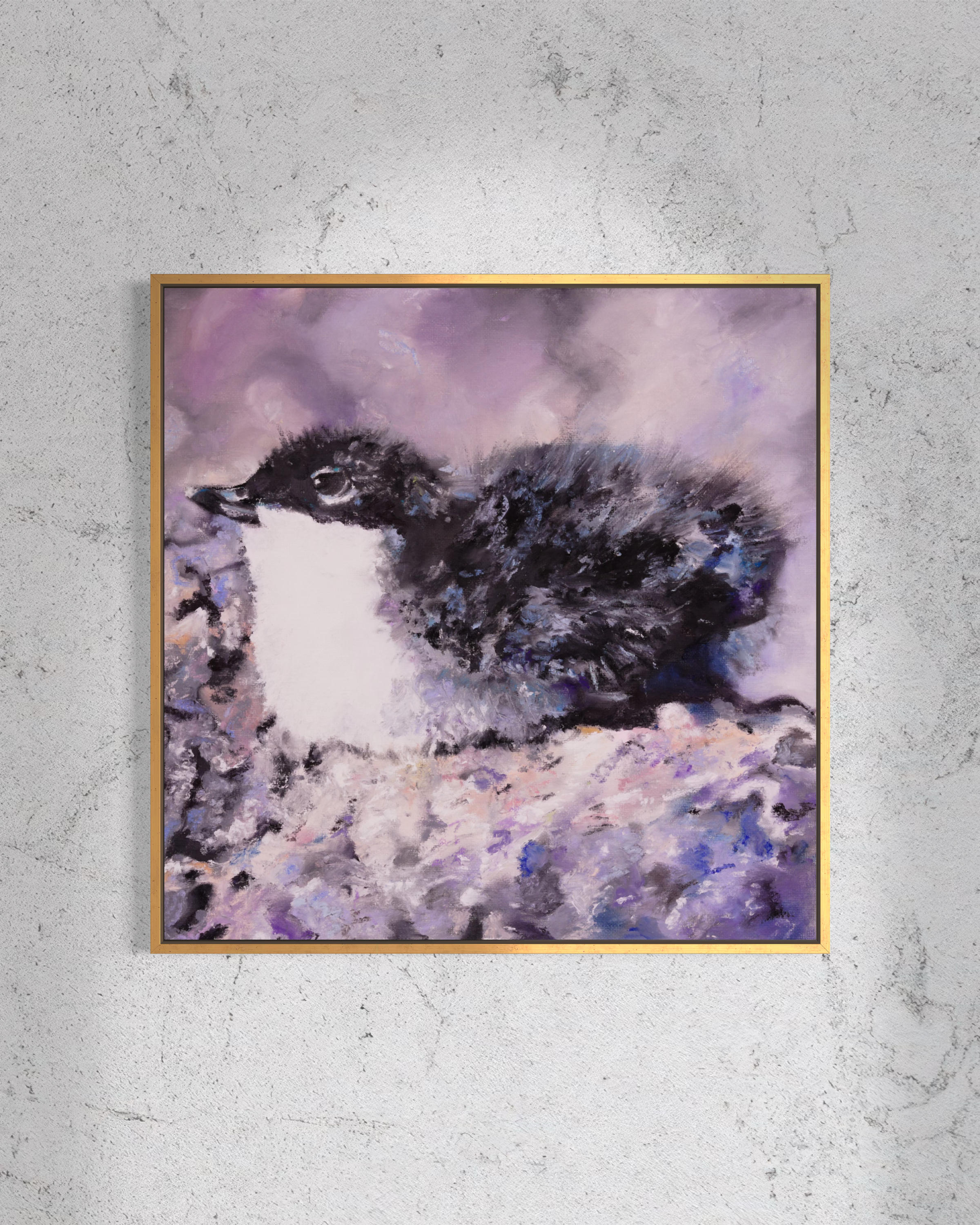 Xantus Murrelet (Guadalupe Murrelet)
