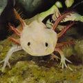 Axolotl