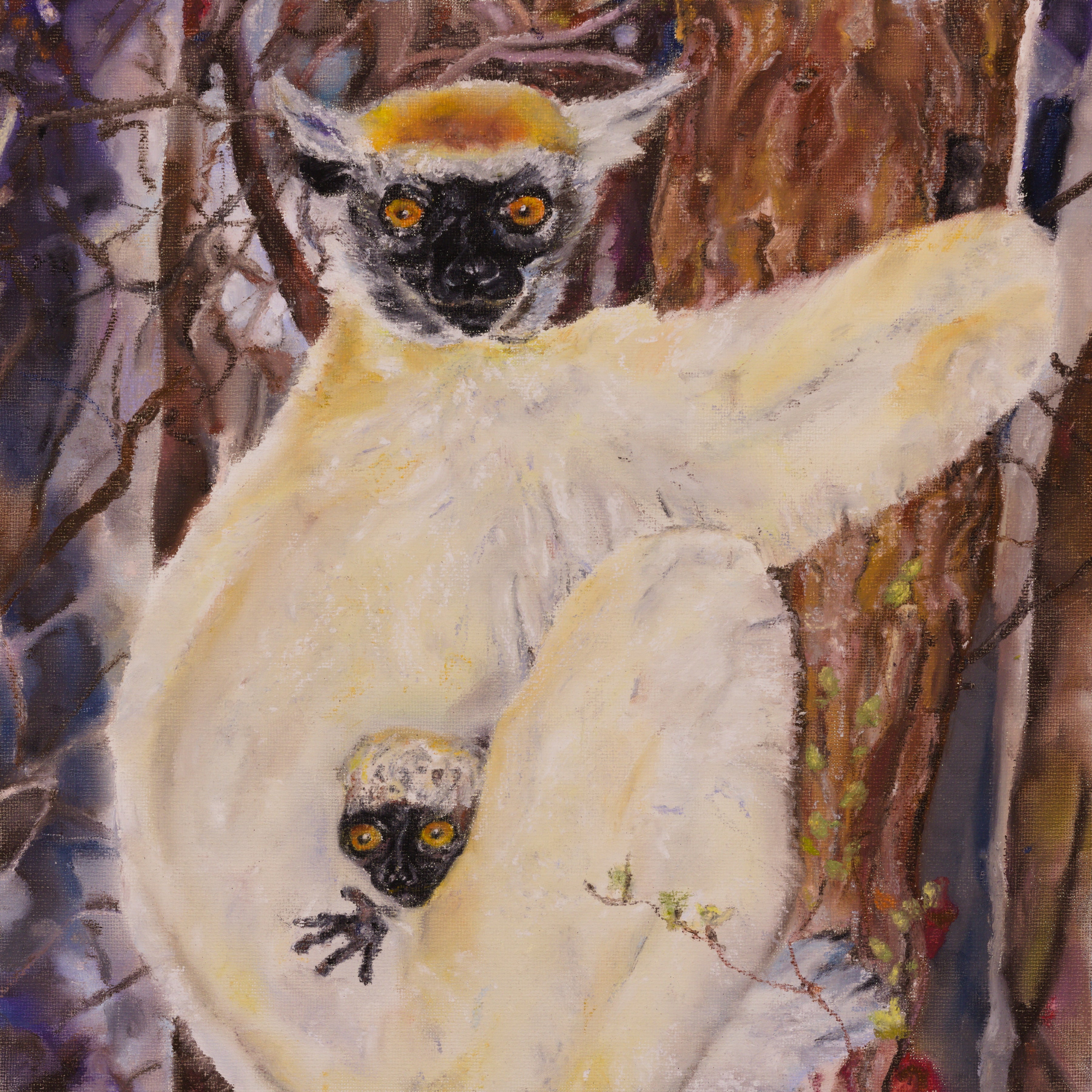 Crowned Sifaka