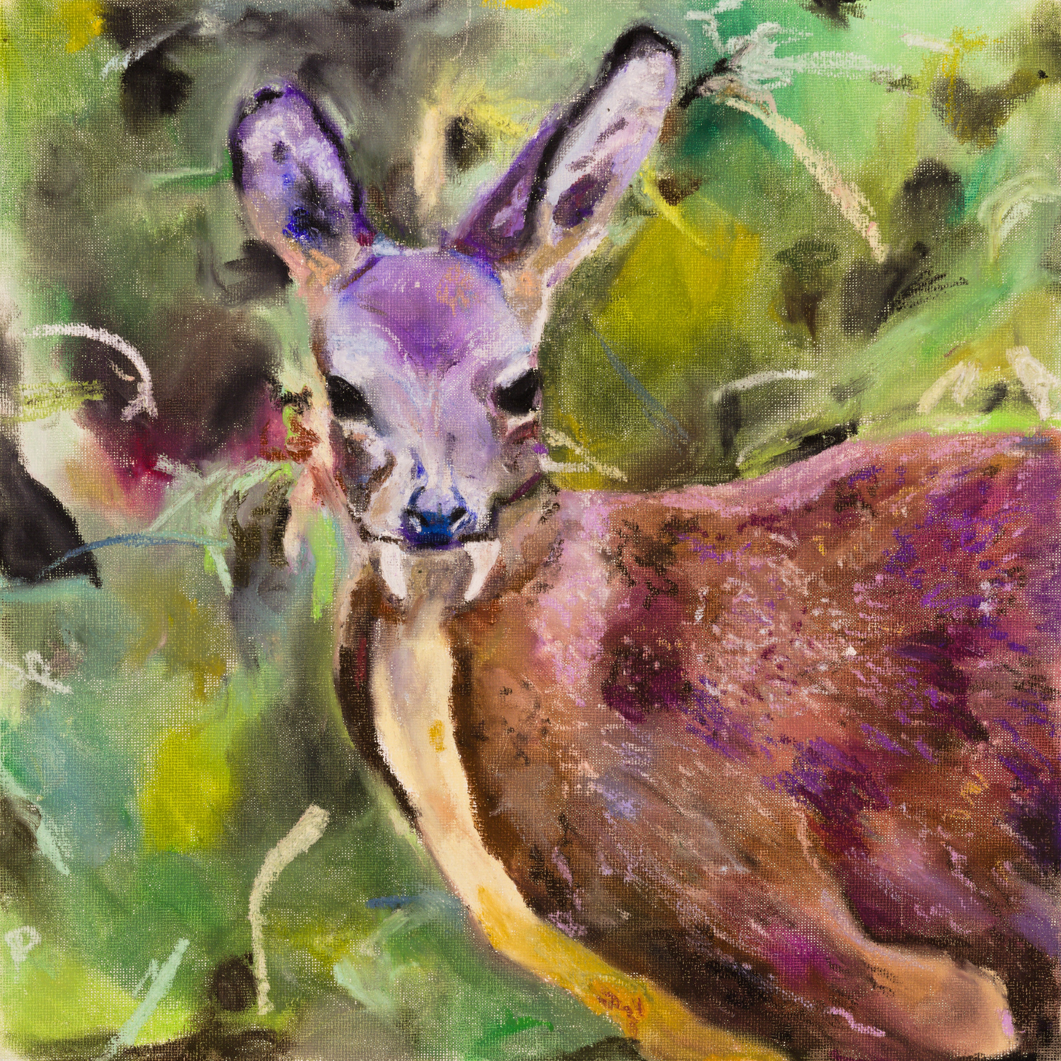 Dwarf Musk Deer