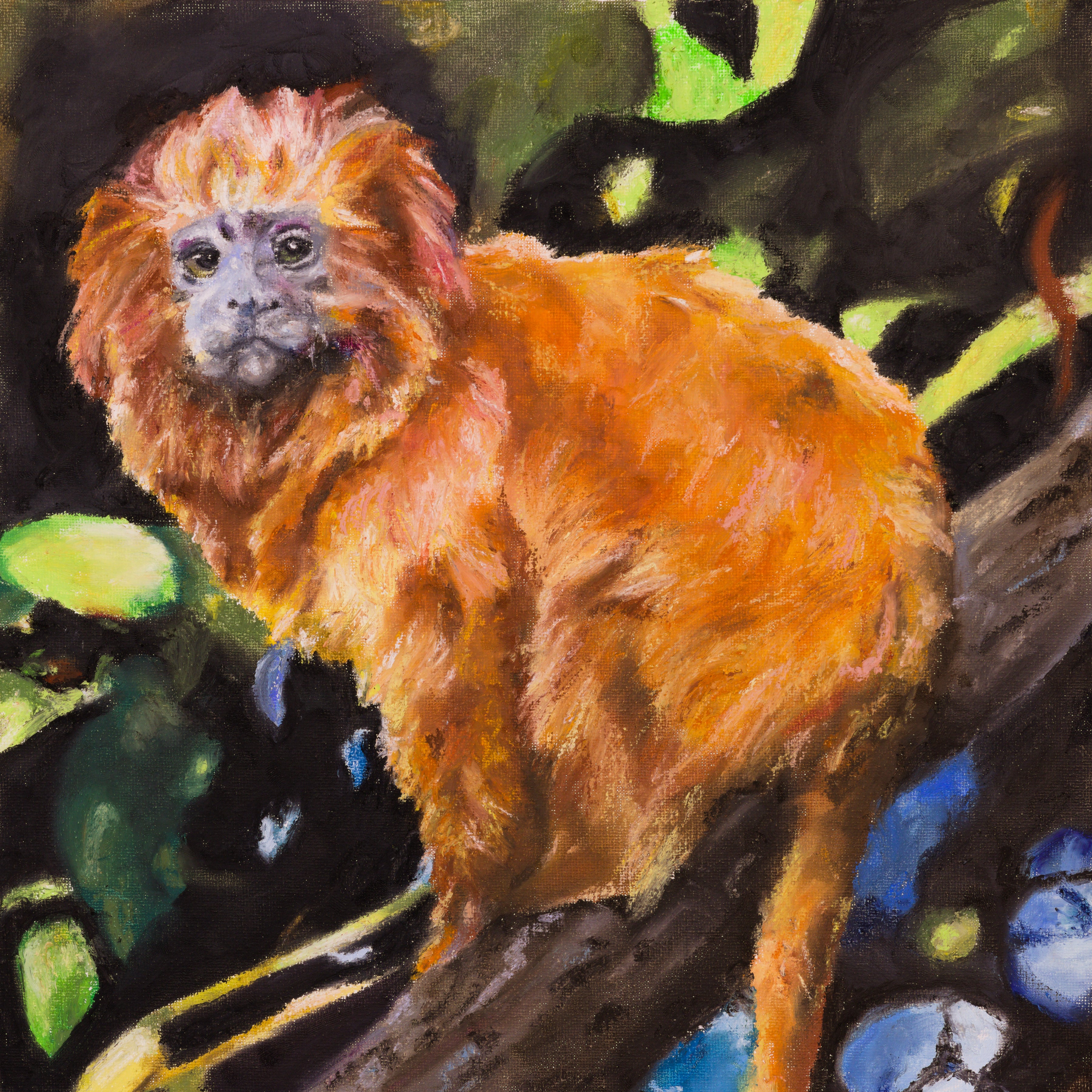 Golden Lion Monkey