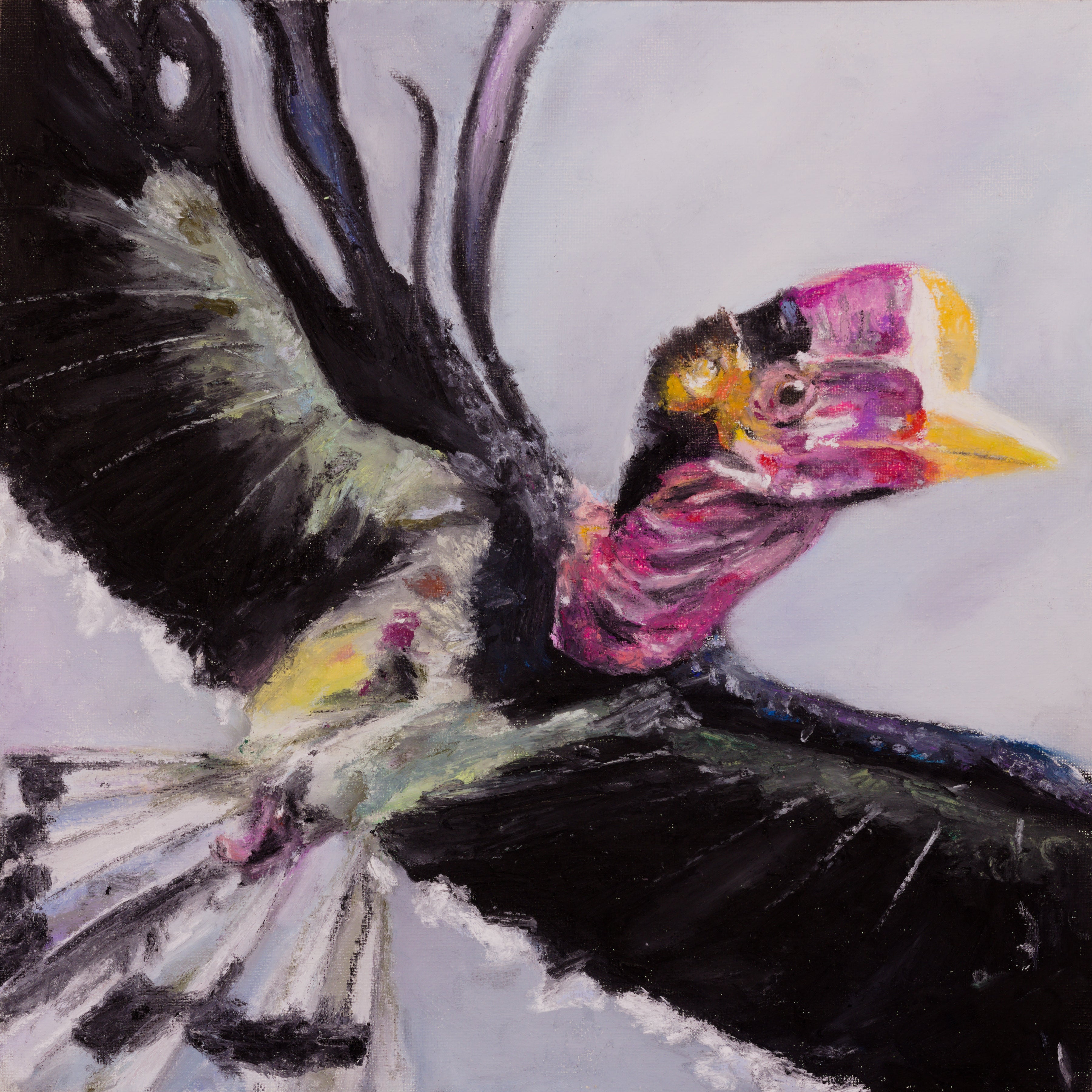Helmeted Hornbill