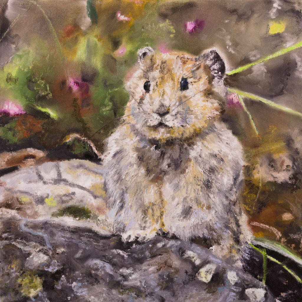 Ili Pika