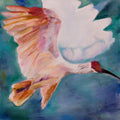 Japanese Crested Ibis
