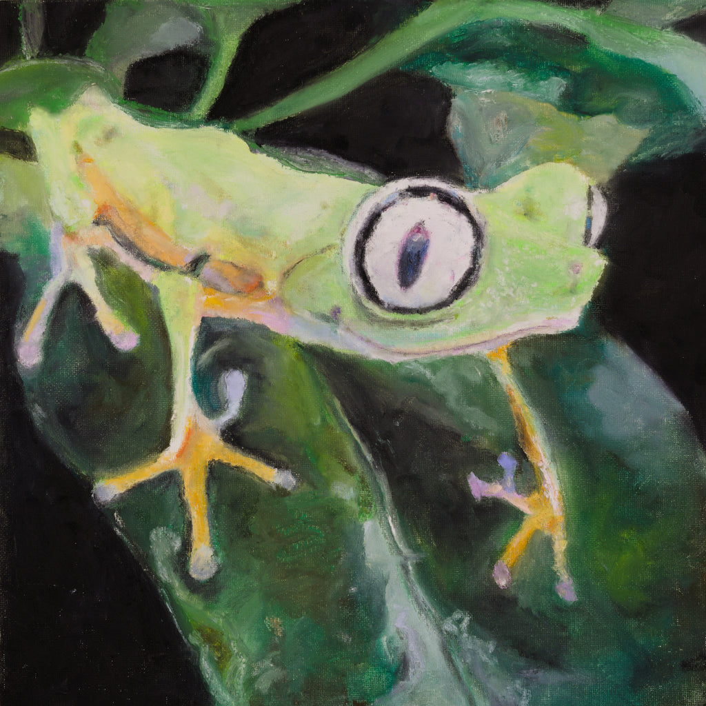 Lemur leaf frog (Agalychnis lemur)