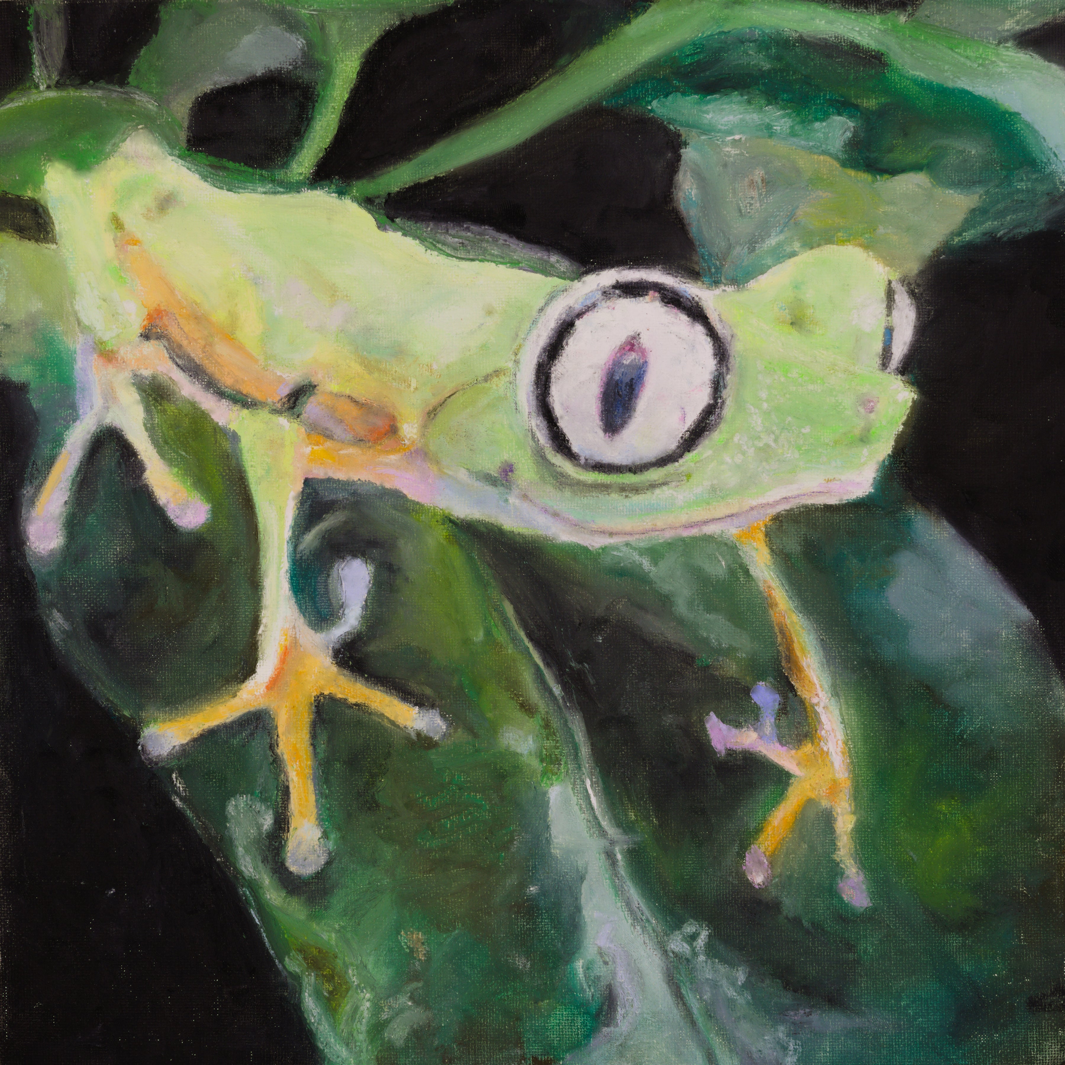 Lemur leaf frog (Agalychnis lemur)