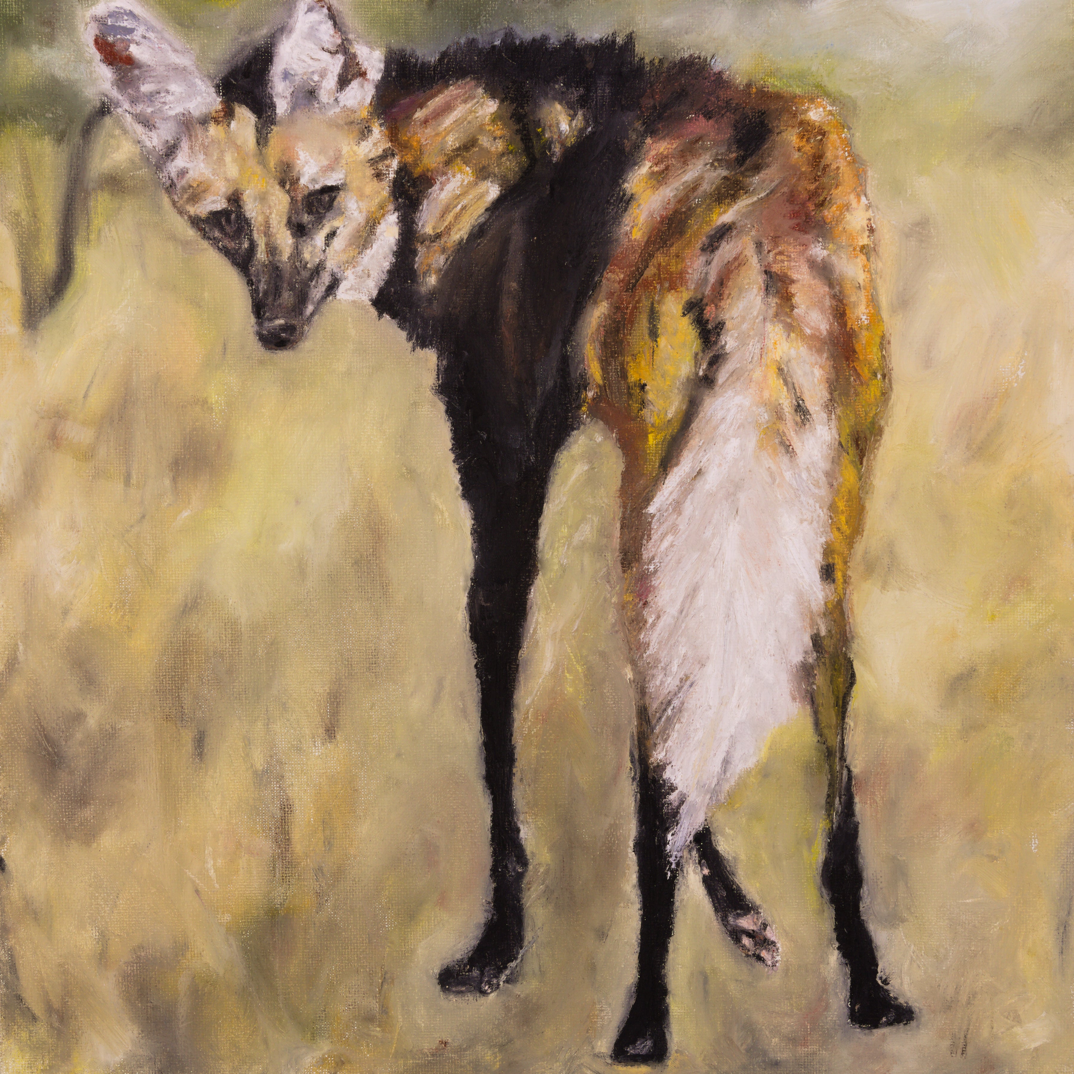 Maned Wolf