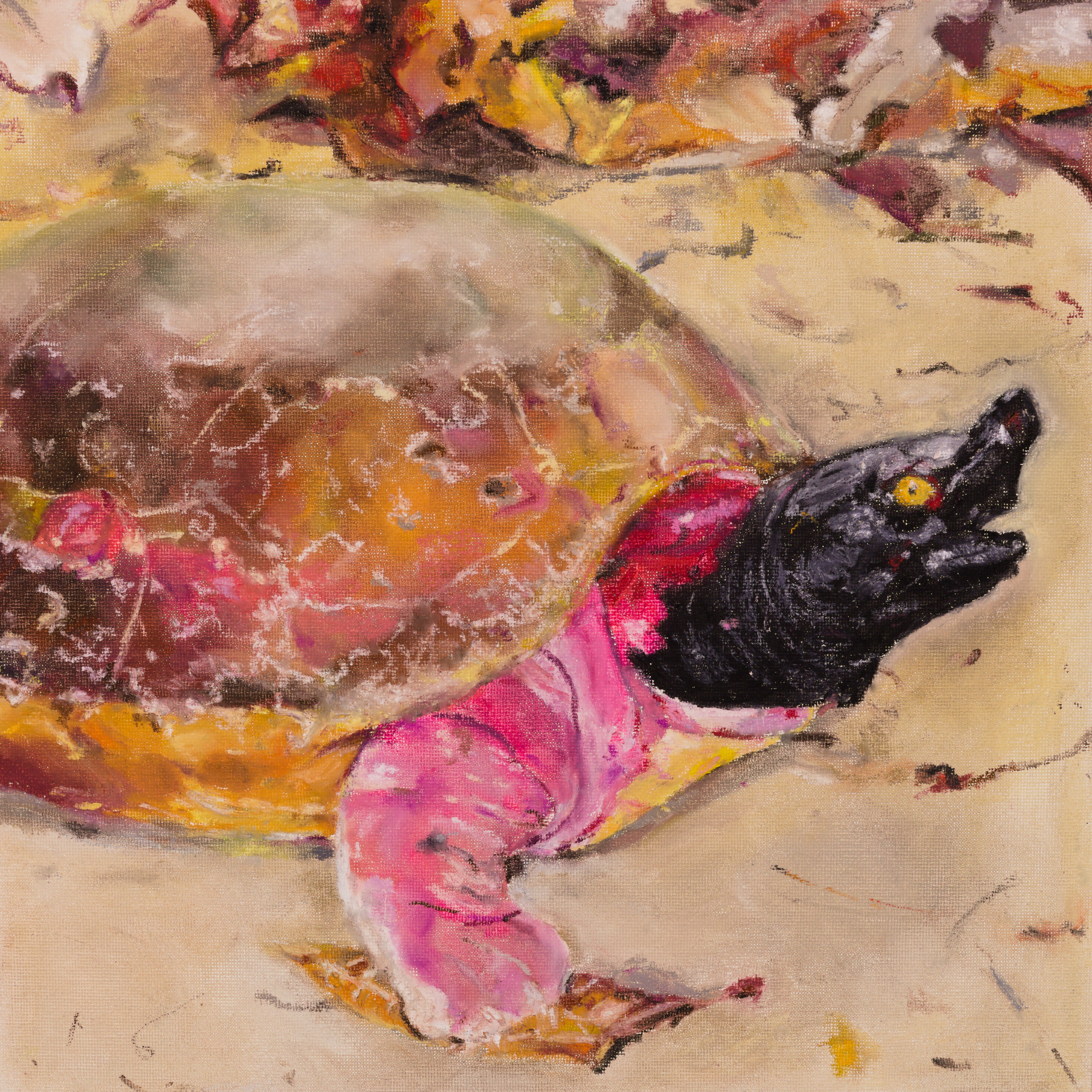 Northern River Turtle
