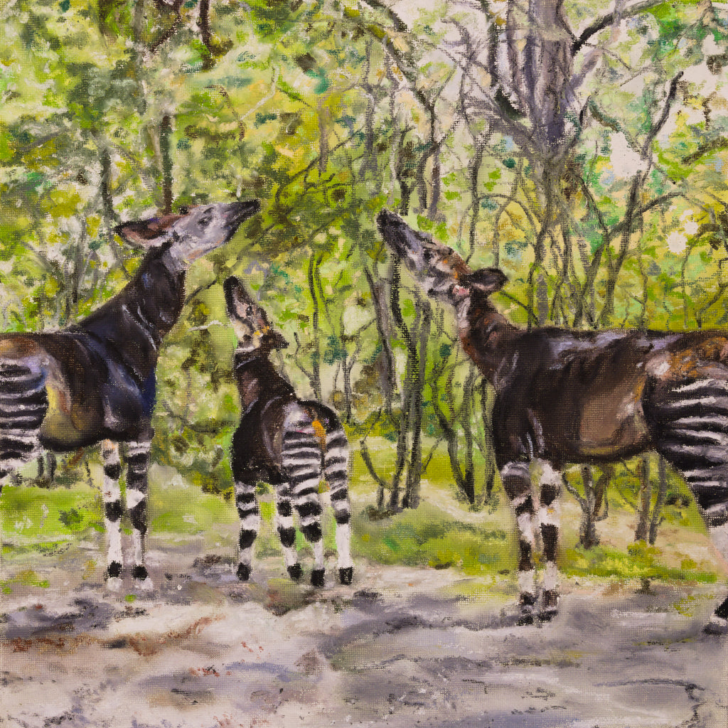 Okapi