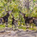 Okapi
