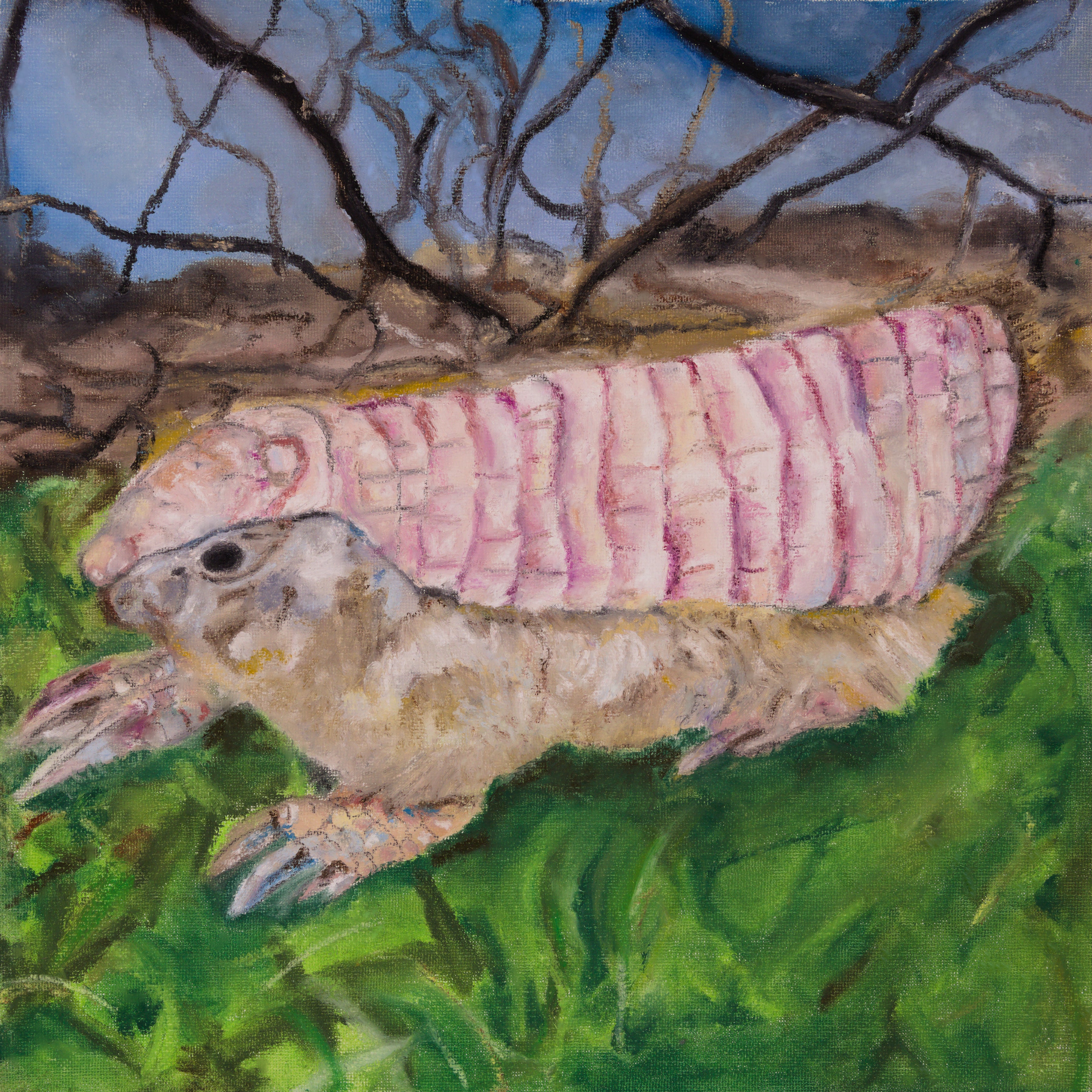 Pink Fairy Armadillo