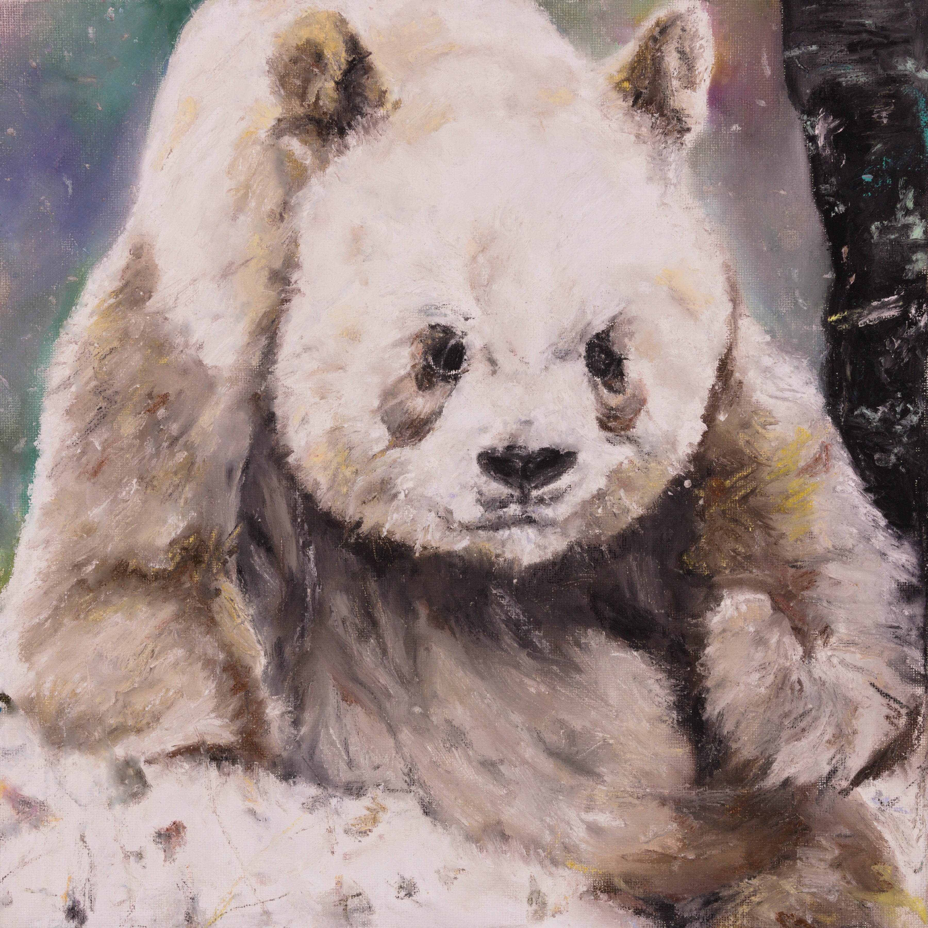 Quinling Panda