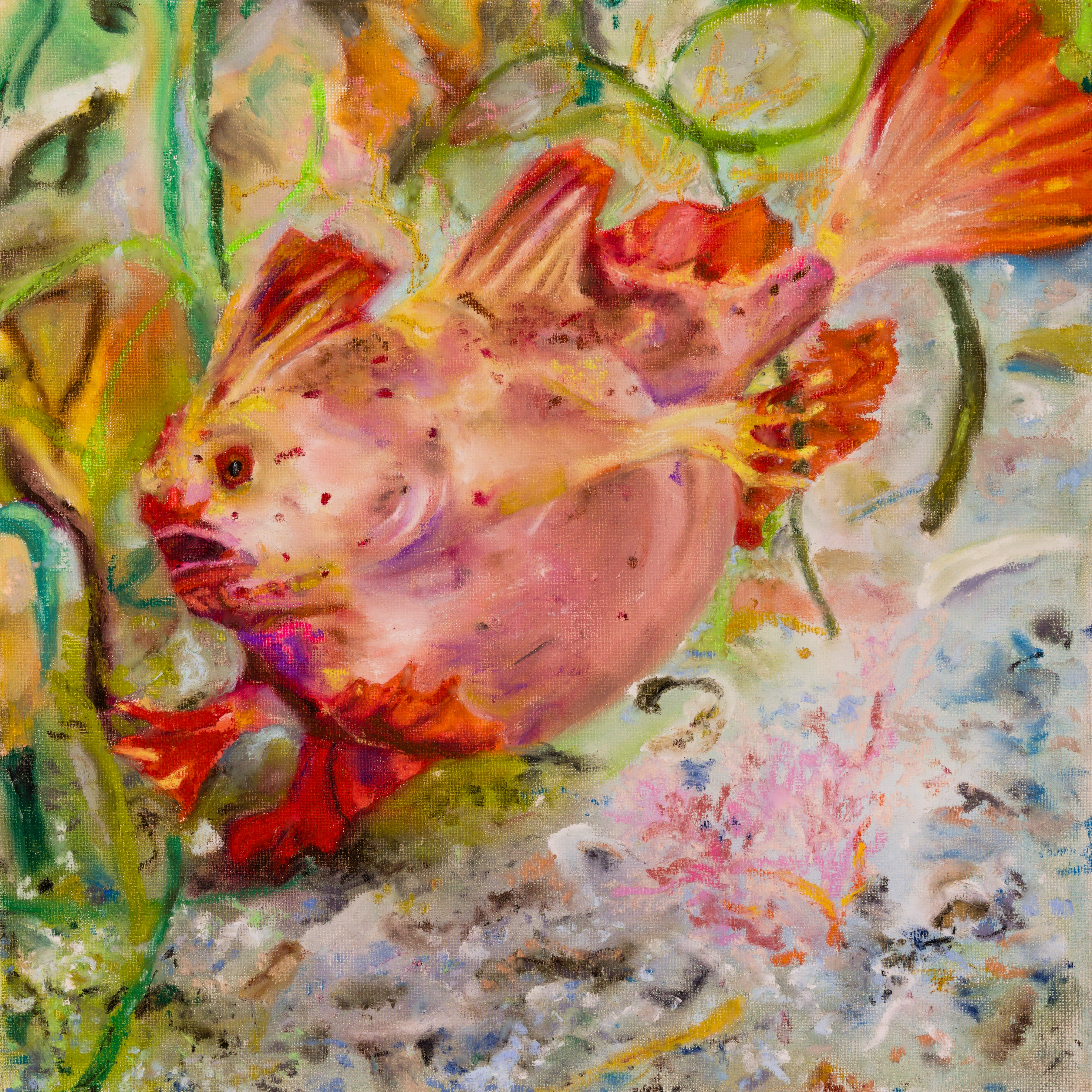 Red Handfish