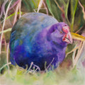 Takahe