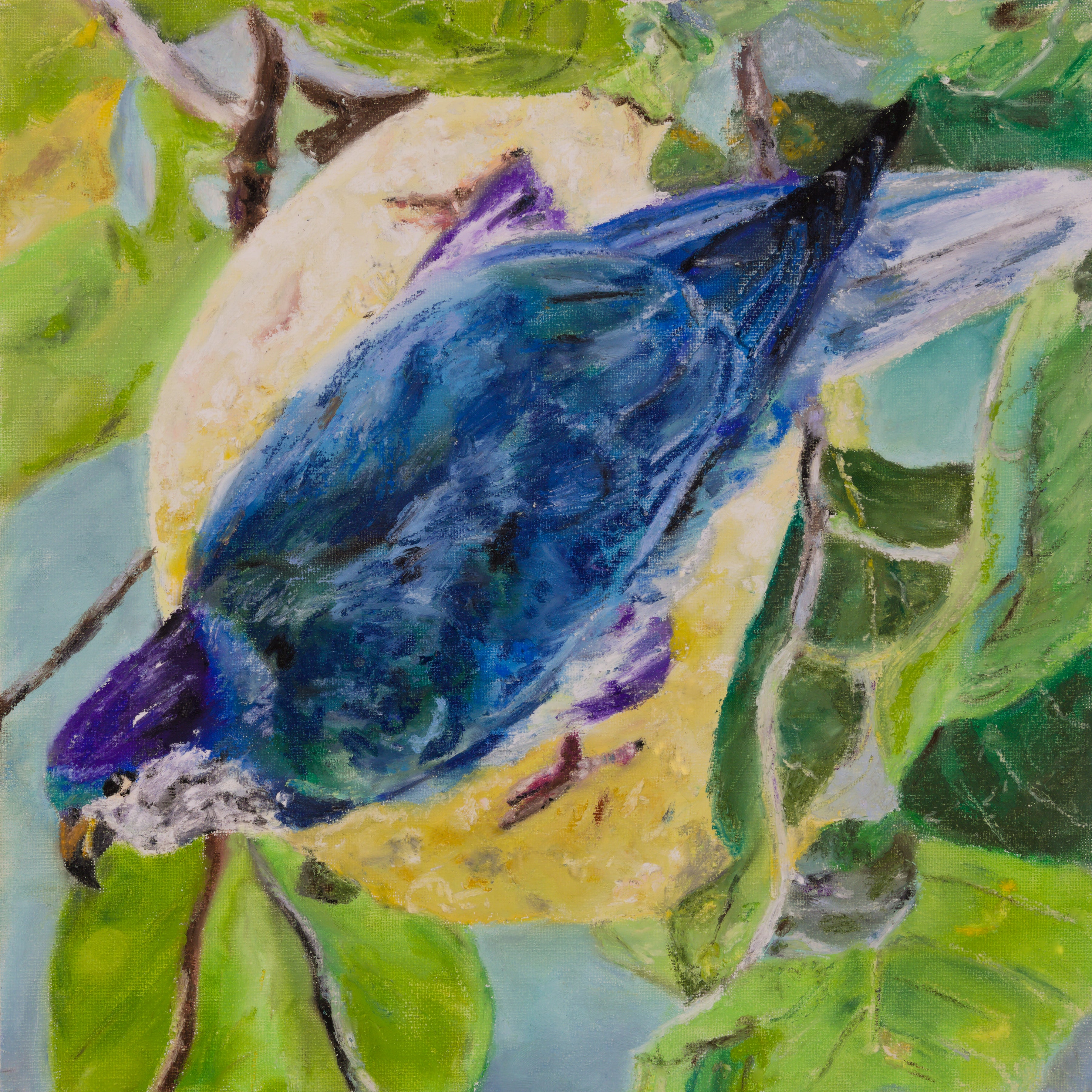 Ultramarine Lorikeet