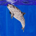 Vaquita