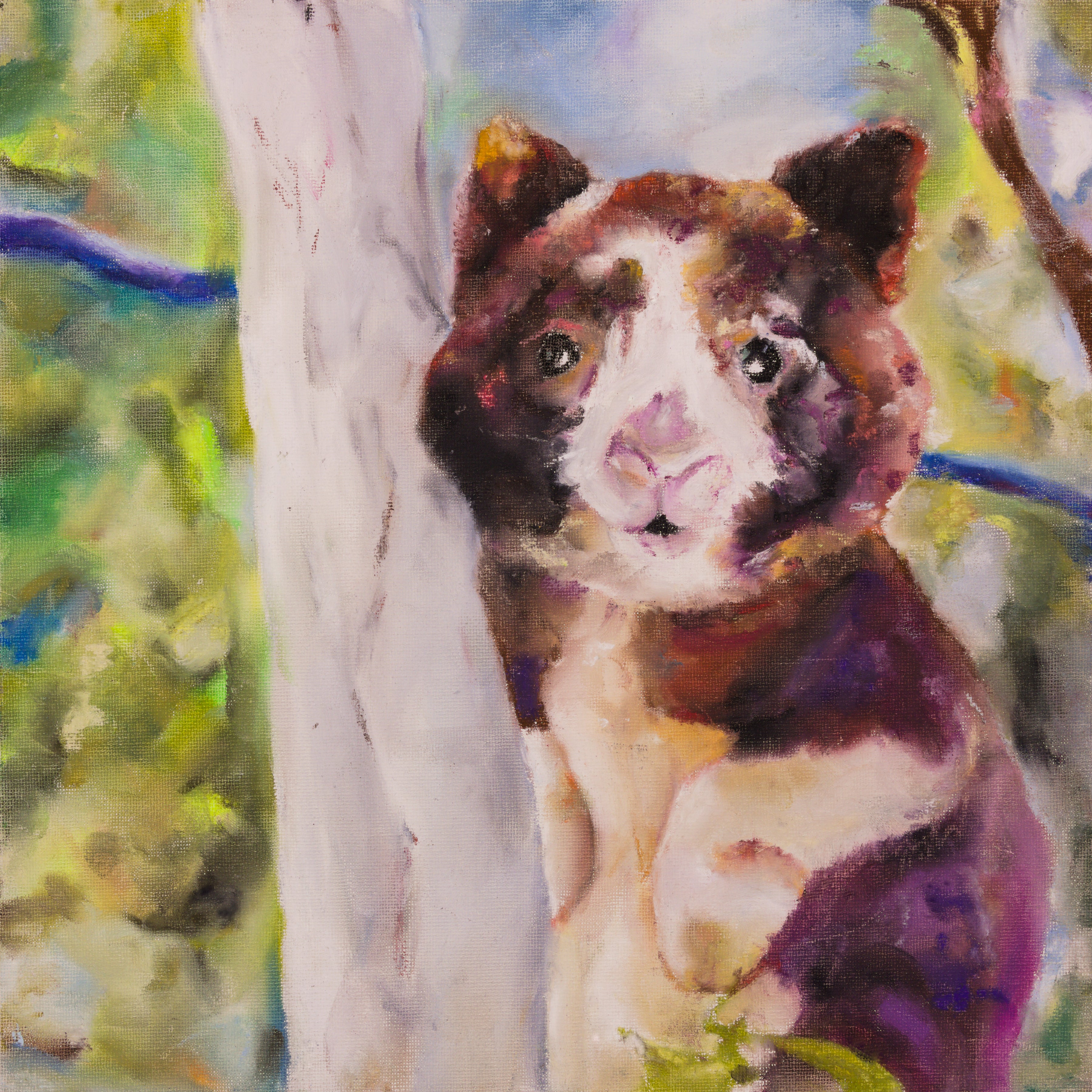 Wondiwoi tree-kangaroo