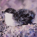 Xantus Murrelet (Guadalupe Murrelet)