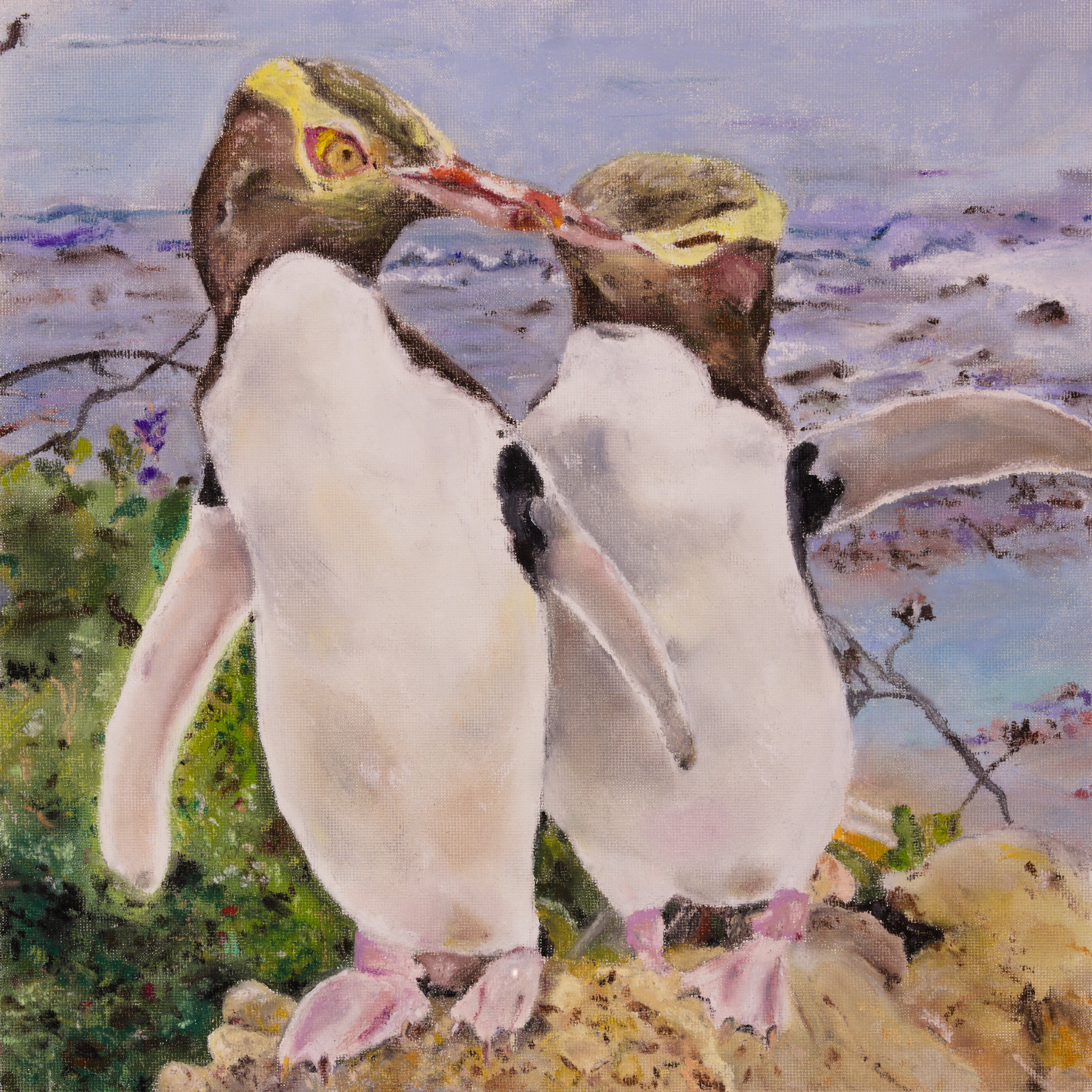Yellowed Eyed Penguin